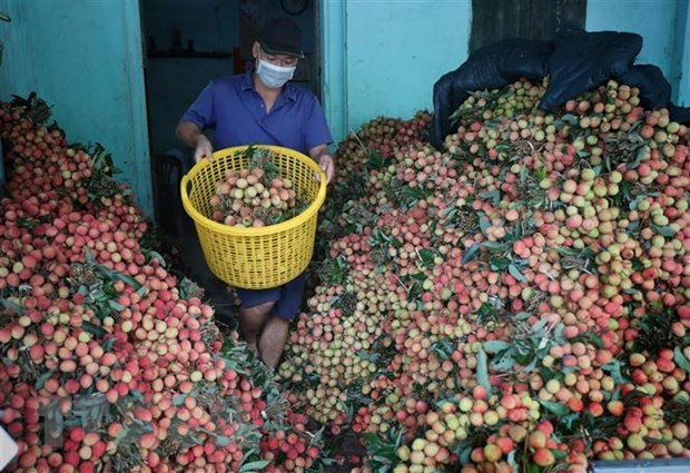 Promotional activities to boost exports of lychee to Japan